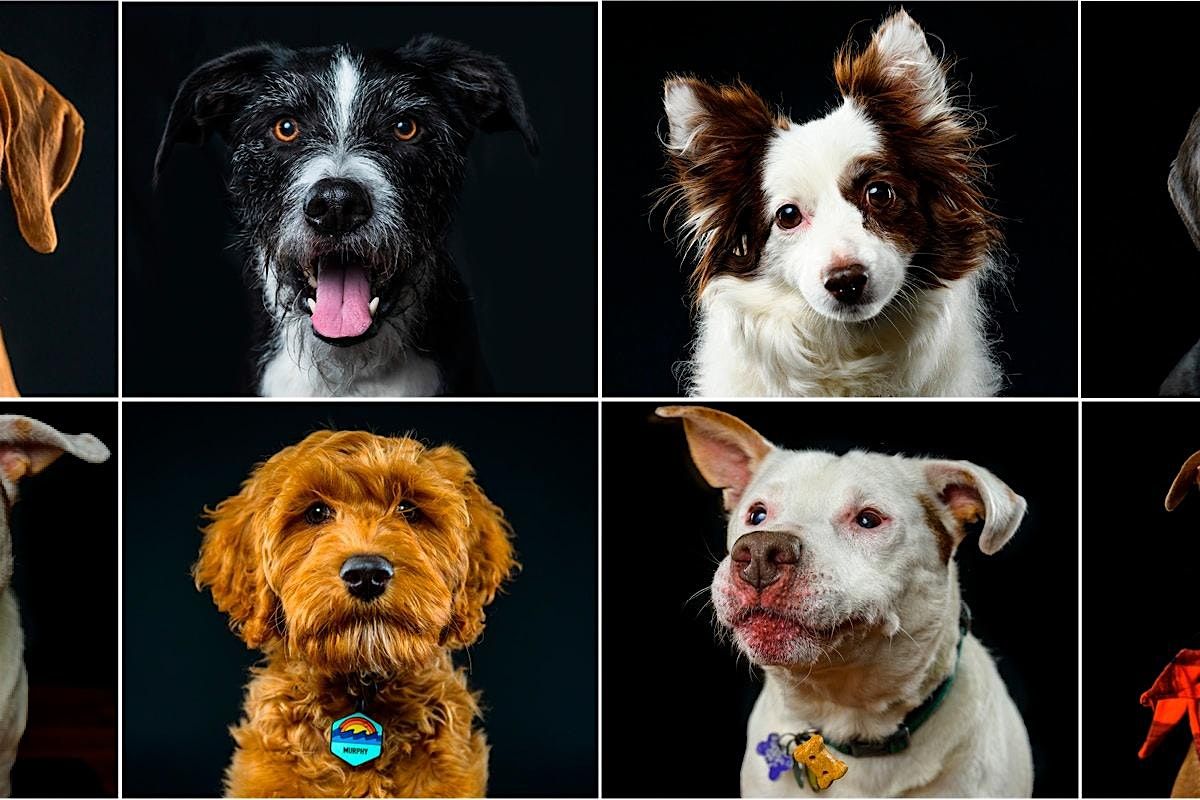 Yappy Hour - Pet Portraits & Fun  in the Park, 26 July | Event in San Diego | AllEvents