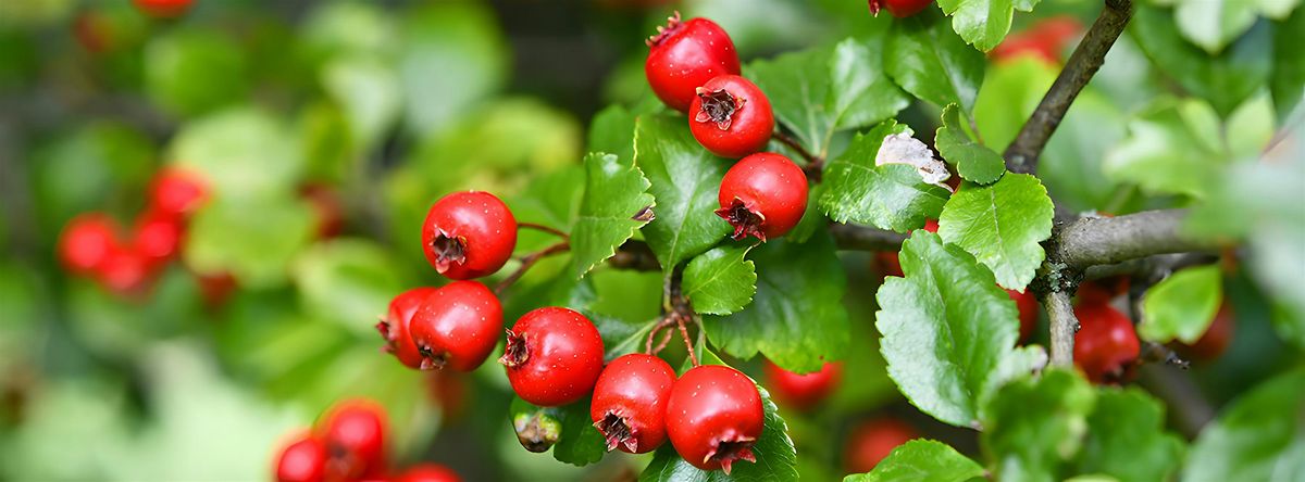 Herbstwanderung in Wien: Wildfrüchte, Wurzeln und Samen, 12 October | Event in Wien | AllEvents