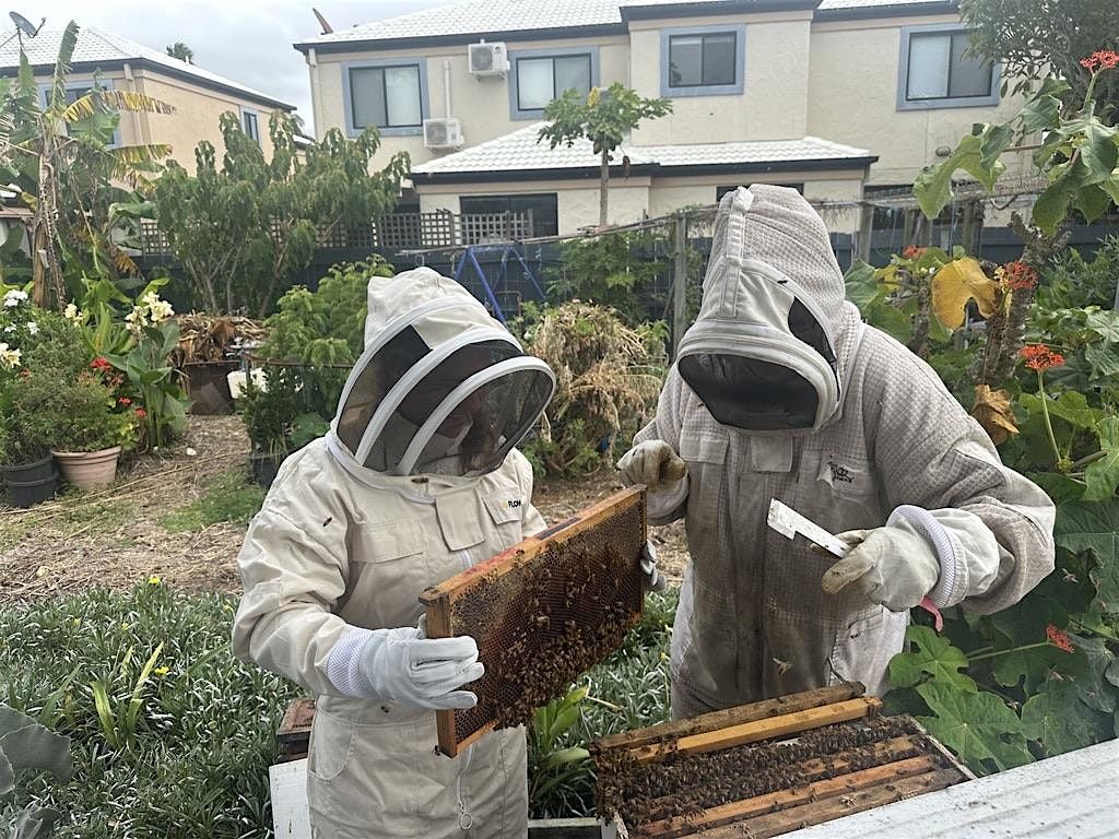 Introduction to Beekeeping class 13th/14th June 2026  - for 15yrs+., 13 June | Event in Nerang | AllEvents