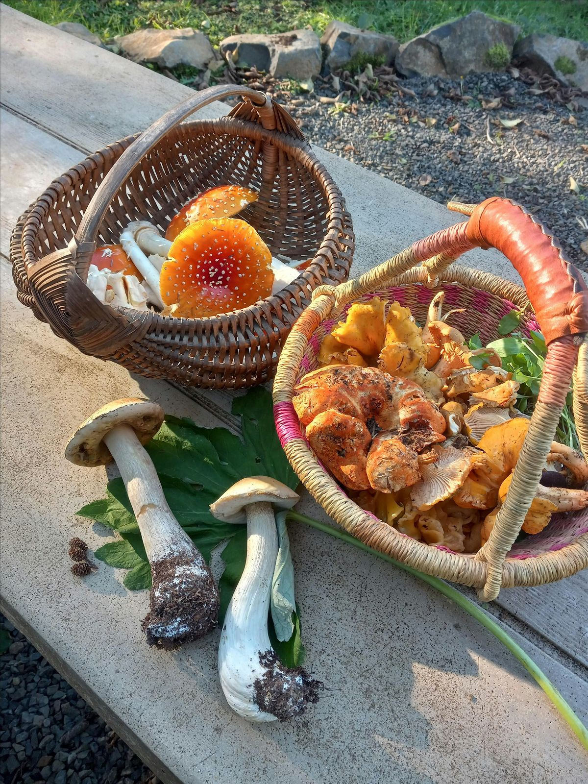 Intro to Mushroom Foraging, 27 September | Event in Portland | AllEvents