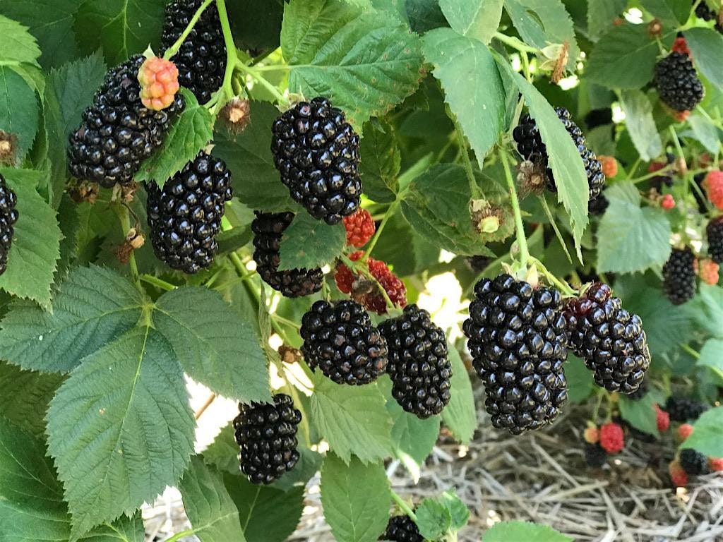 EARLY BIRD SALES - Blackberry Picking at Elderslie Farm -Saturday 7/5/25, 5 July | Event in Kechi | AllEvents
