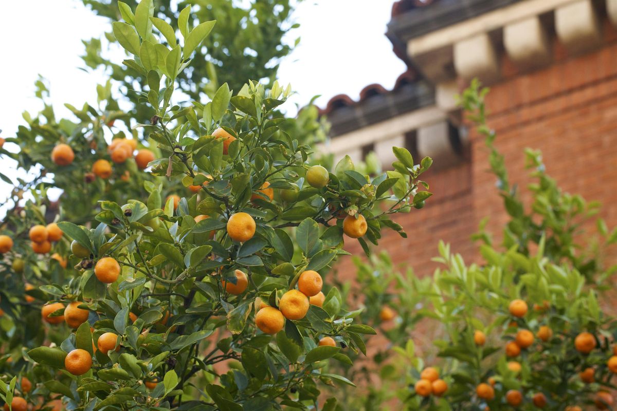 Edible Landscapes, a University of Arizona Campus Arboretum tour., 16 November | Event in Tucson | AllEvents