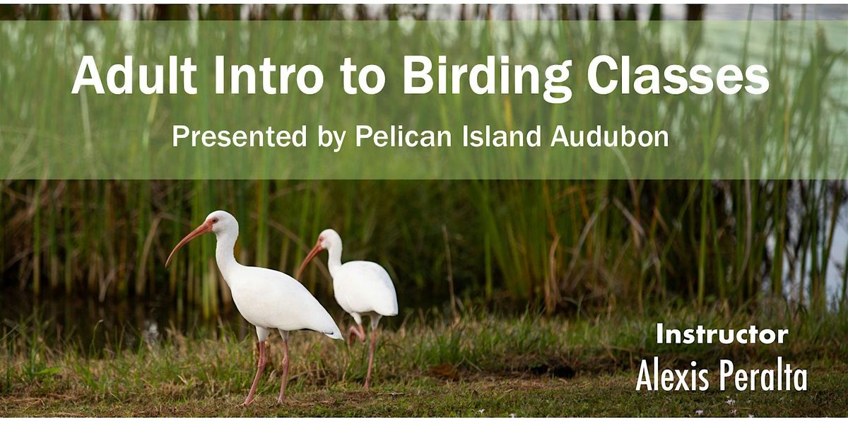 Adult Intro to Birding Classes - January 2026
