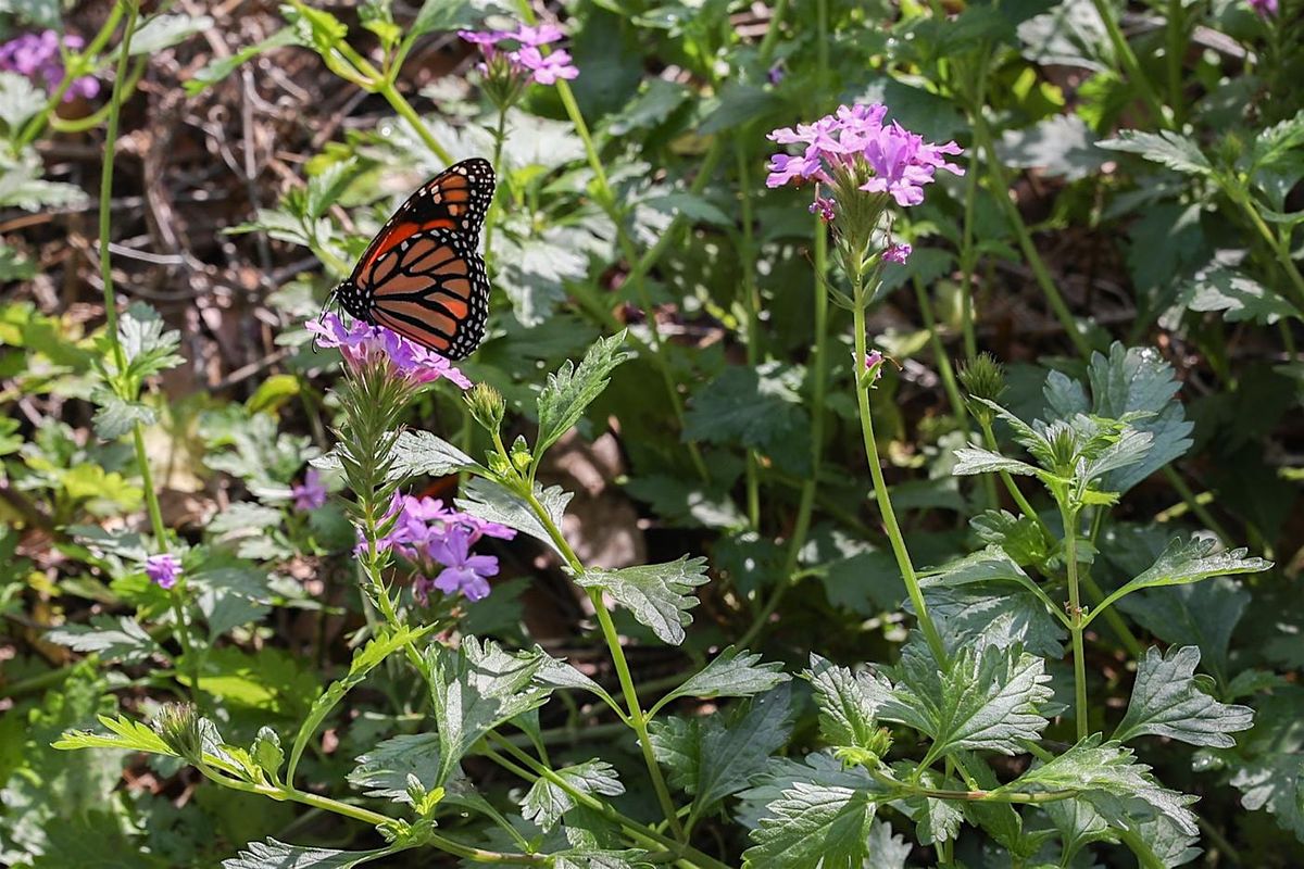 Gardening for Native Pollinators Class, 7 August | Event in Winter Park | AllEvents