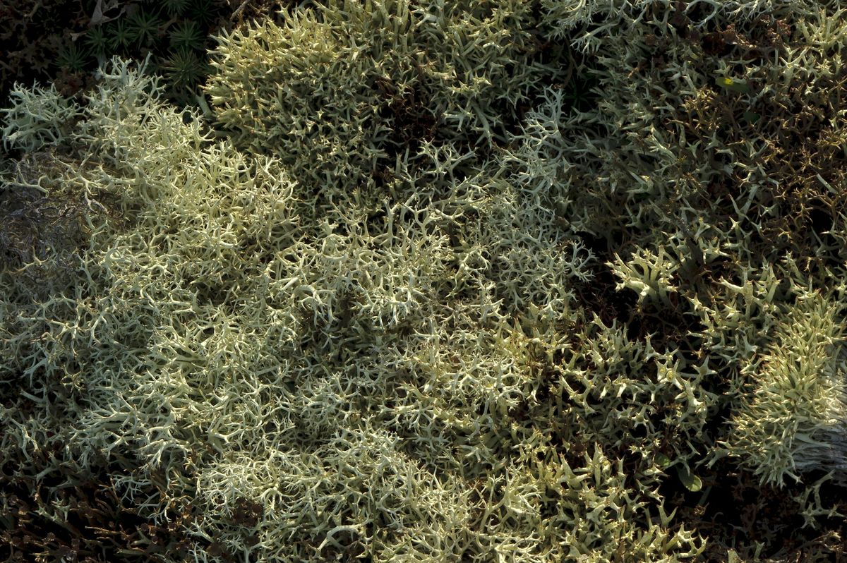 Mosses, lichens and liverworts in the Tentsmuir dunes, 1 November | Event in St Andrews | AllEvents