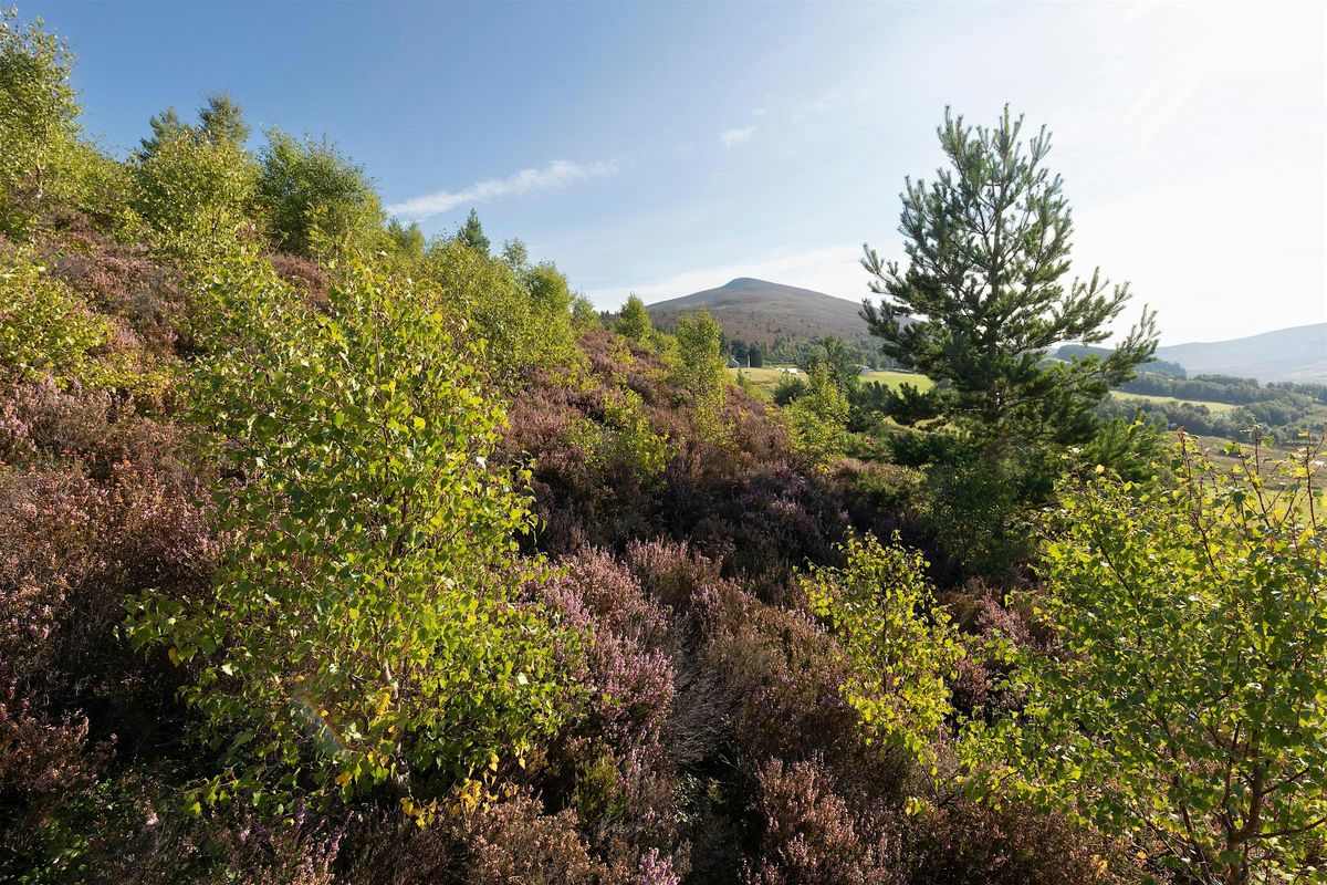 Learning Day: All About Trees, 21 October | Event in Grantown-on-Spey | AllEvents
