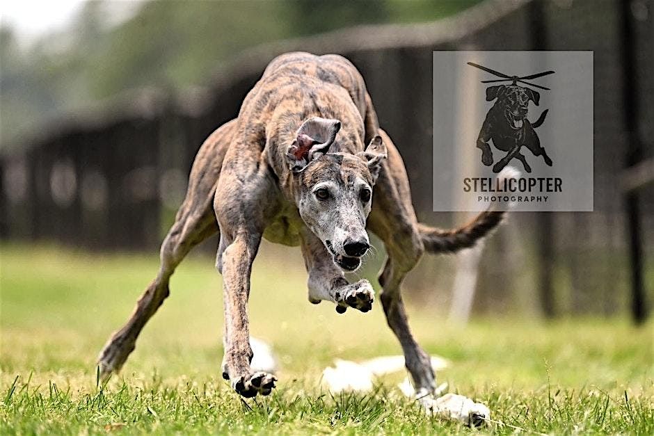NYS Canine Expo - Schohaire County Kennel Club FastCAT Try-It, 27 September | Event in Cobleskill | AllEvents
