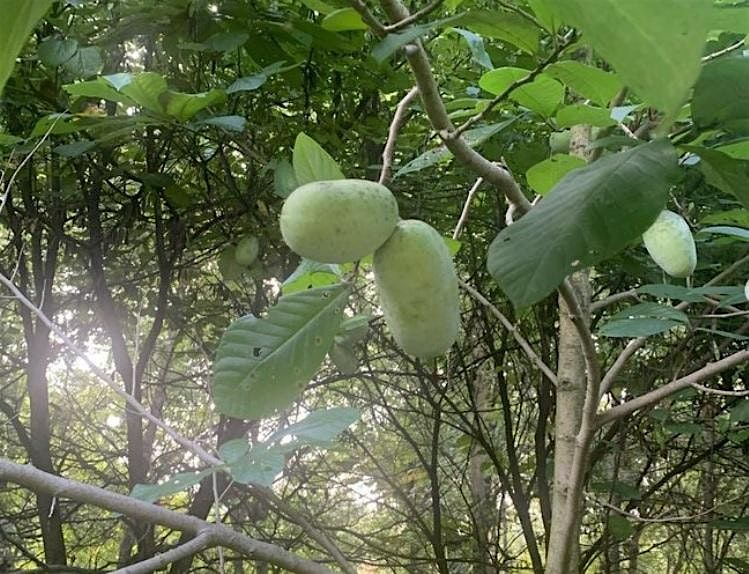Paw Paw Haul with Taylor Roman, 13 September | Event in Jefferson | AllEvents