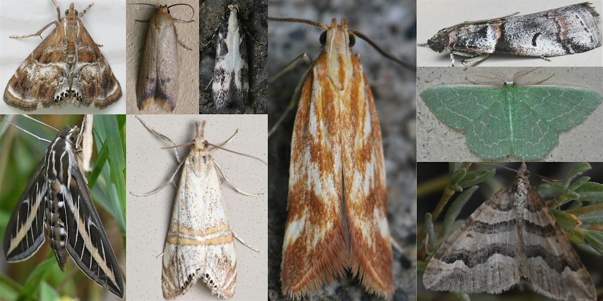 Moth Week: Ultraviolet Attraction, 26 July | Event in San Jose | AllEvents