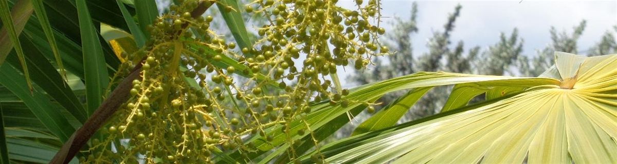 9-16-2025  Coastal Landscape Plants, 16 September | Event in New Port Richey | AllEvents