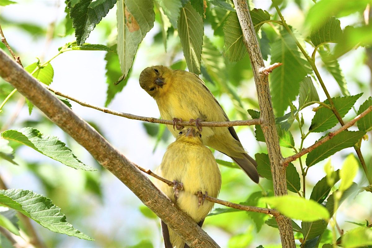 May Migration Bird Outing, 11 May | Event in Seattle | AllEvents