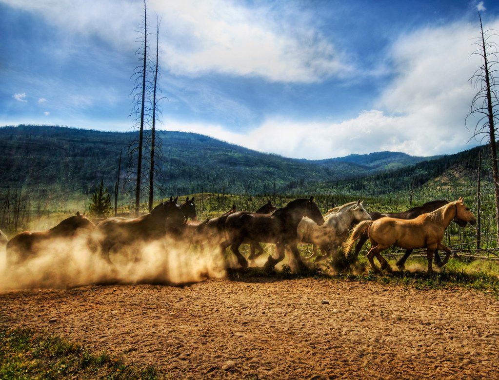 Wild Horse Stampede, 9 July | Event in Wolf Point | AllEvents