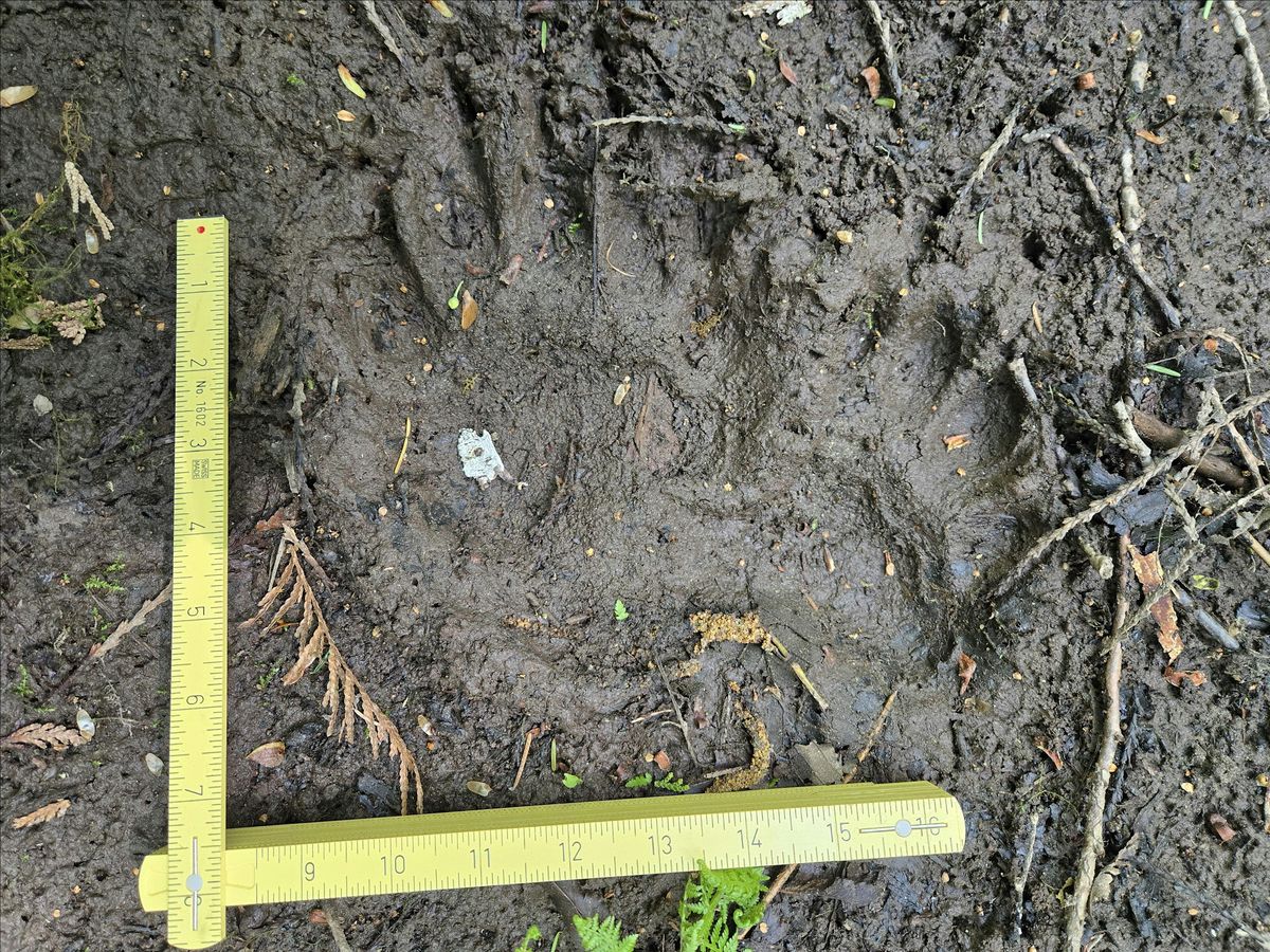 Track & Sign Specialist Evaluation (Lardeau Valley, BC), 23 May | Event in Meadow Creek | AllEvents