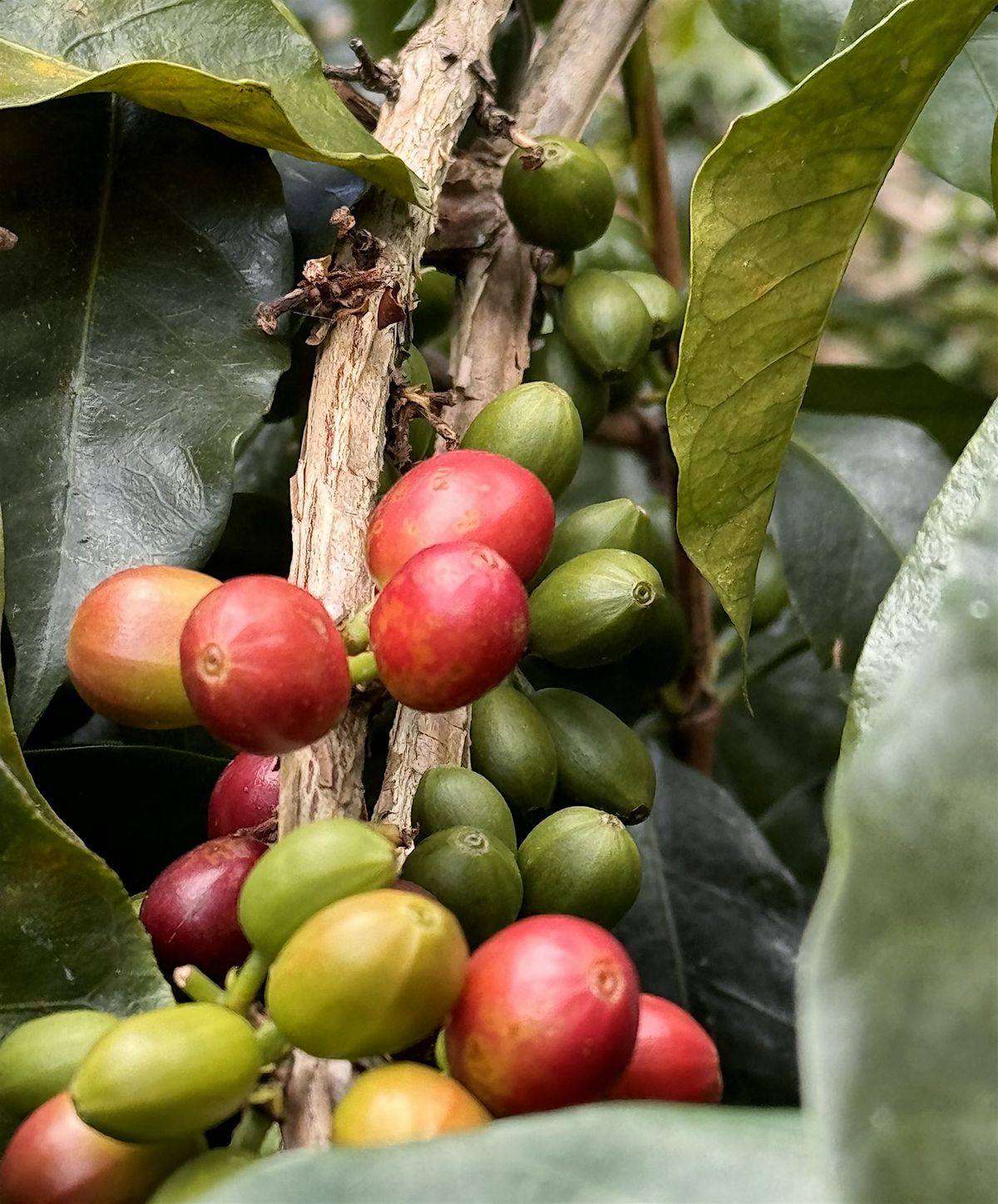 Coffea Species  and Rare Arabica Presentation and Tasting, 10 October | Event in San Diego | AllEvents