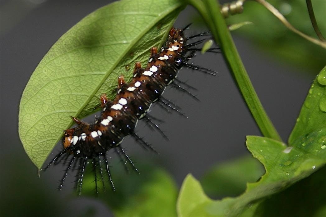 Butterfly Gardening with Host Plants, 2 August | Event in Coral Gables | AllEvents
