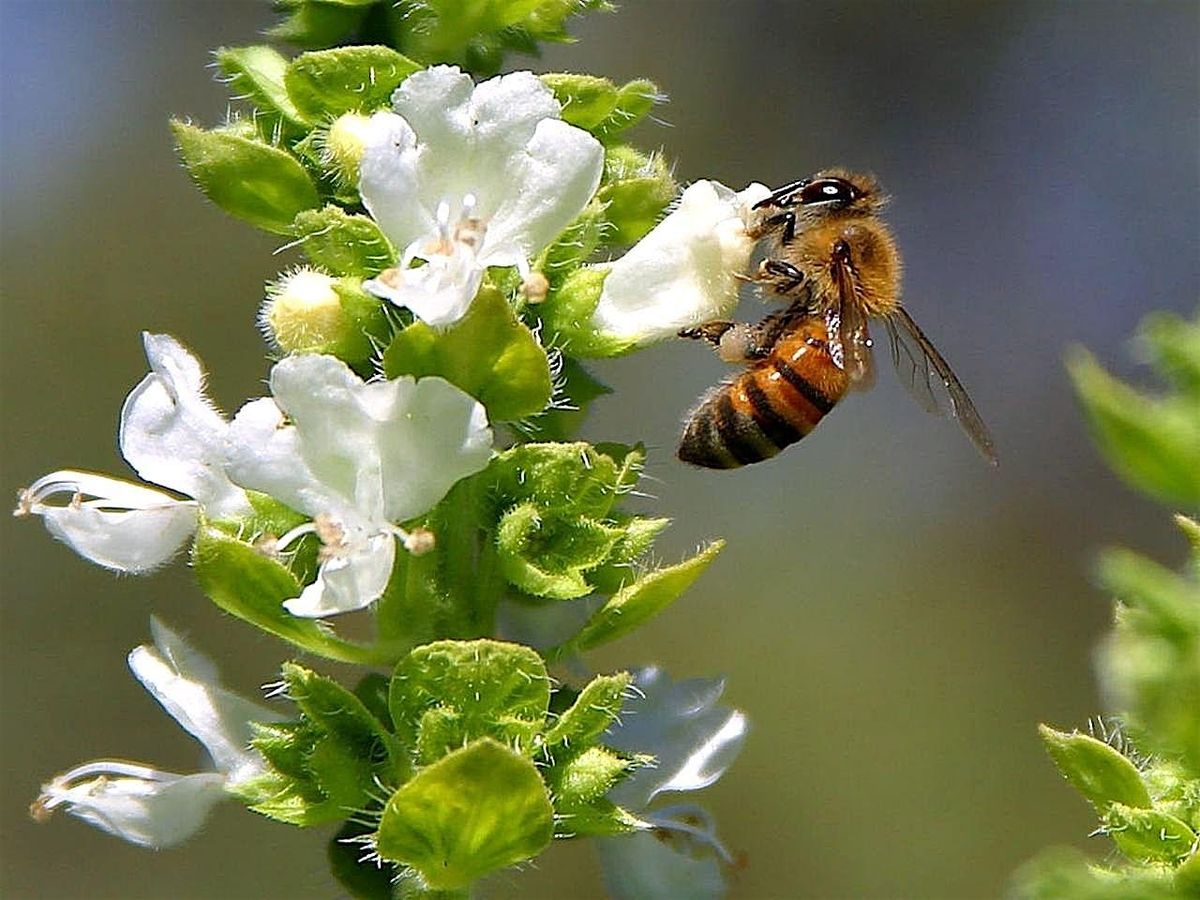 July Tour of Elizabeth Gamble Garden, 15 July | Event in Palo Alto | AllEvents