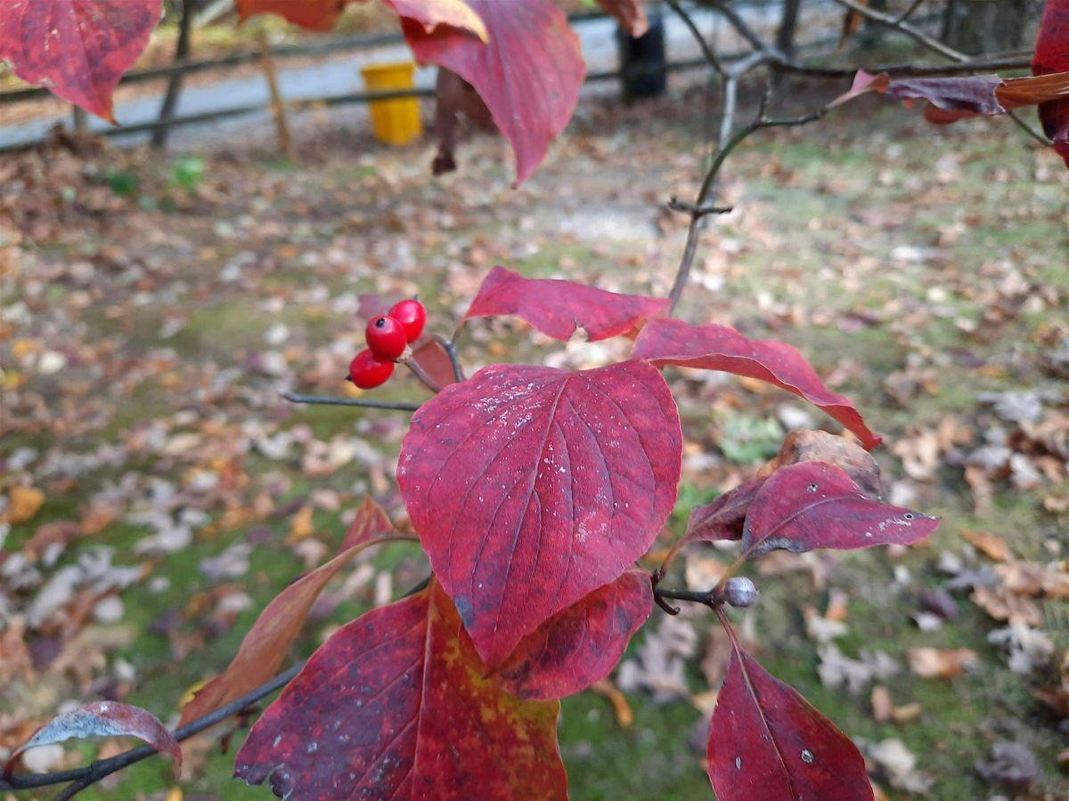 Wednesday Walk: Berries & Nuts, the Seeds of Trees & Shrubs, 15 October | Event in Baltimore | AllEvents