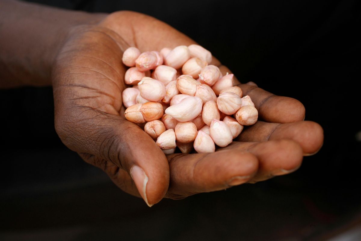 Polycrisis  Network Seminar Series: Aflatoxin’s Cartographies, 14 October | Event in Leeds | AllEvents