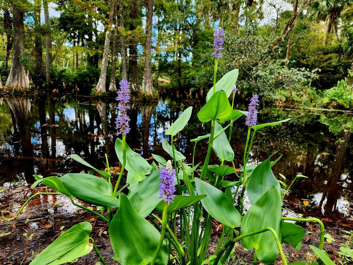 Foraging Walk in Riverbend Park, 5 October | Event in Jupiter | AllEvents