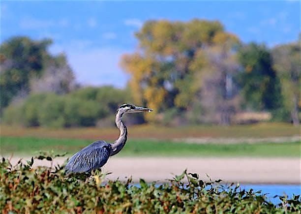 Guided Bird Walk - Weekday, 7 May | Event in Brighton | AllEvents