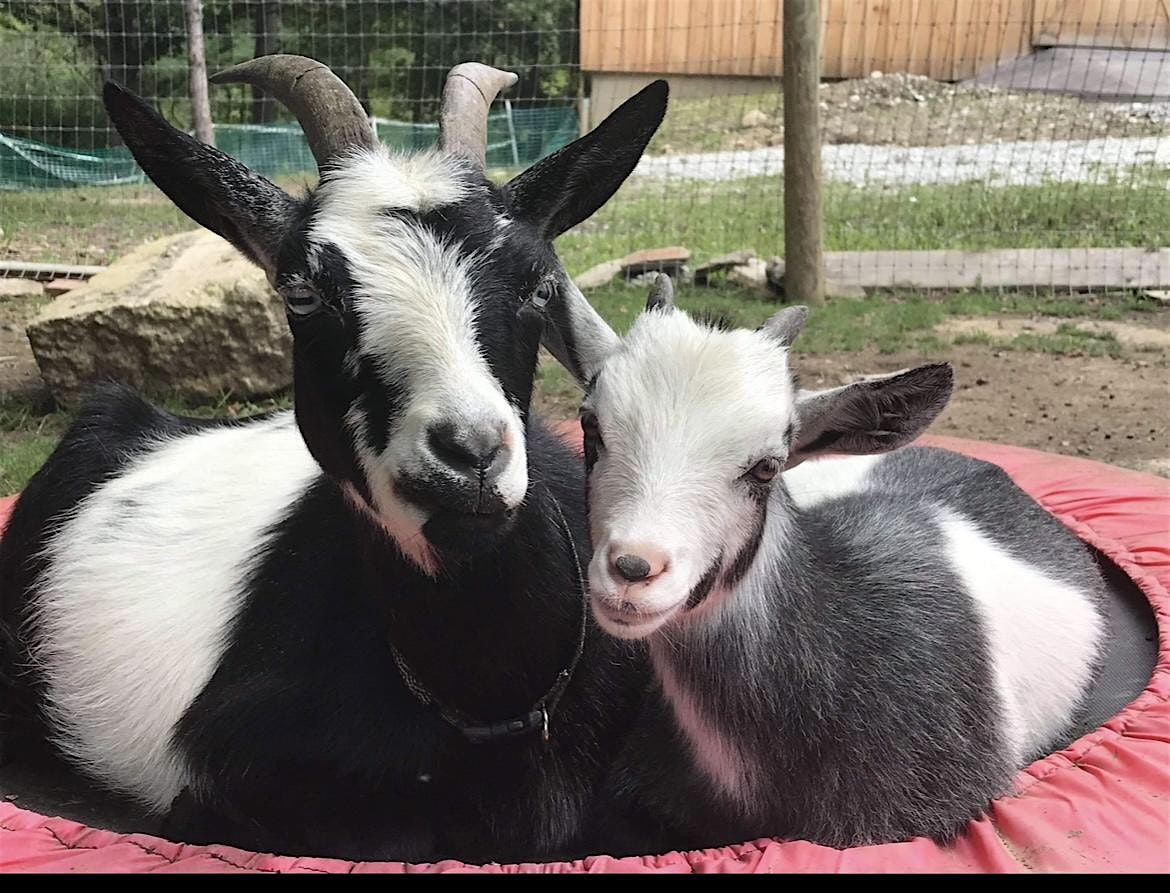 Goats and Soap Making, 6 September | Event in Cuyahoga Falls | AllEvents