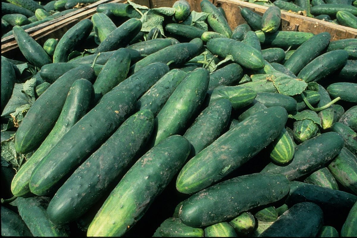Water Bath Canning: Pickles, 11 September | Event in Bolivia | AllEvents