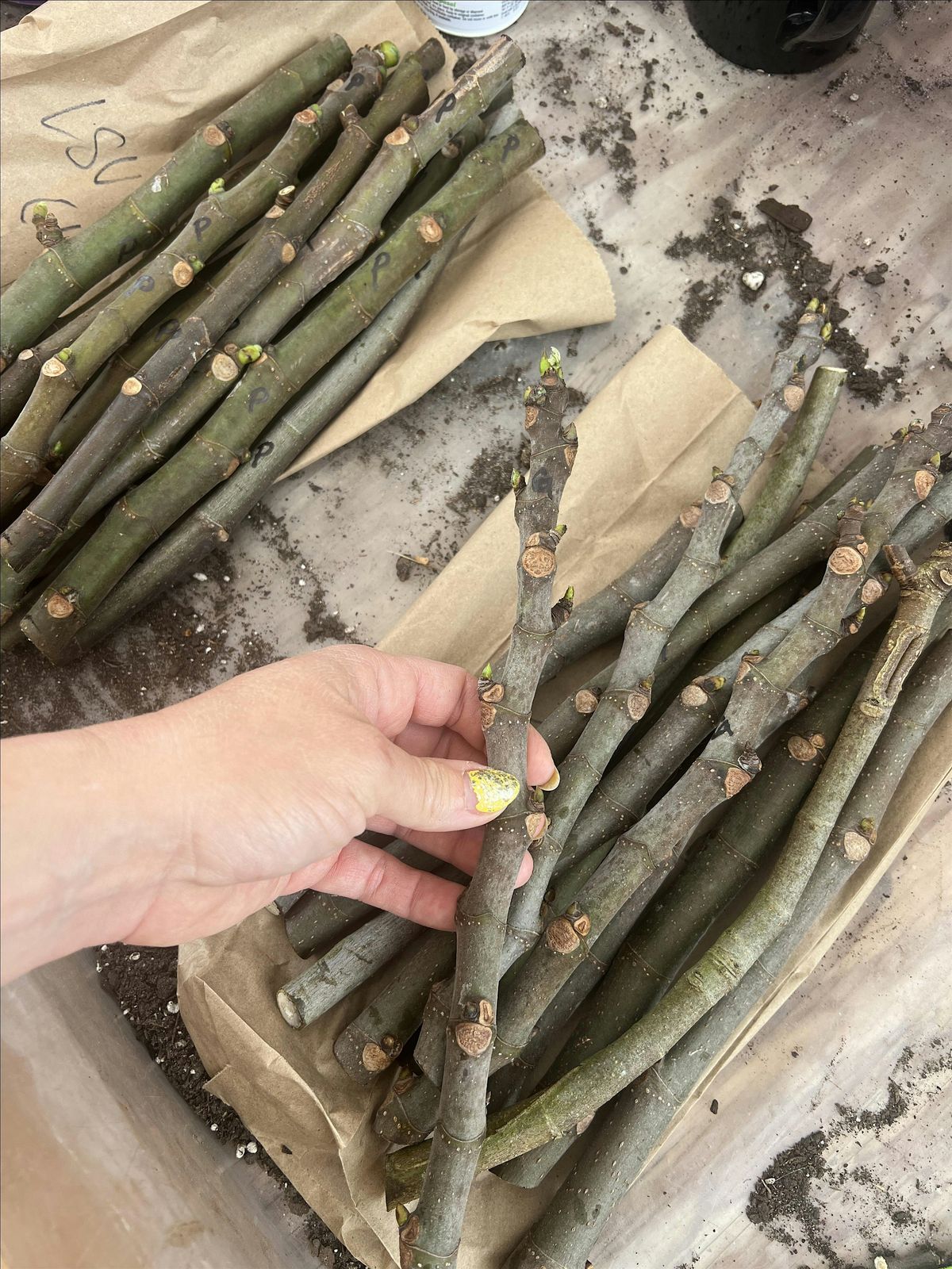 September 2025  Complete Fig Tree Care Class, 27 September | Event in Glen Saint Mary | AllEvents