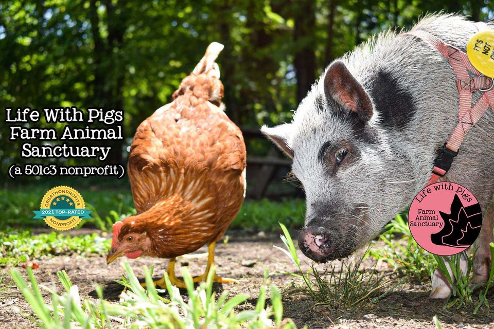 Sanctuary Tour 3/9, Life With Pigs, 9 March 2024 | AllEvents