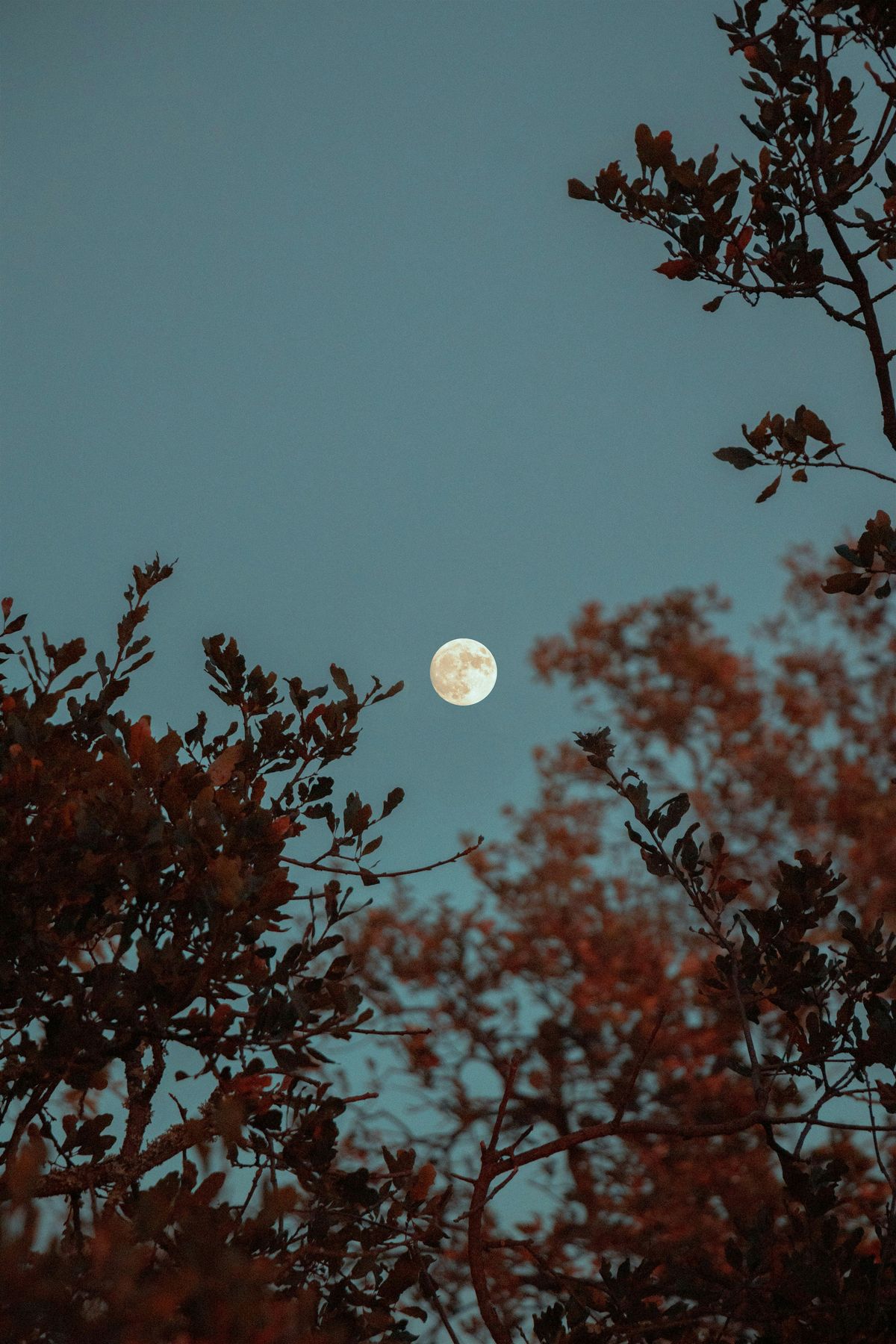 Full Moon Cacao Ceremony with Cristina Chandika Ma, 8 November | Event in Daylesford | AllEvents