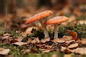 Fungi for Beginners, 18 October | Event in Maidstone | AllEvents