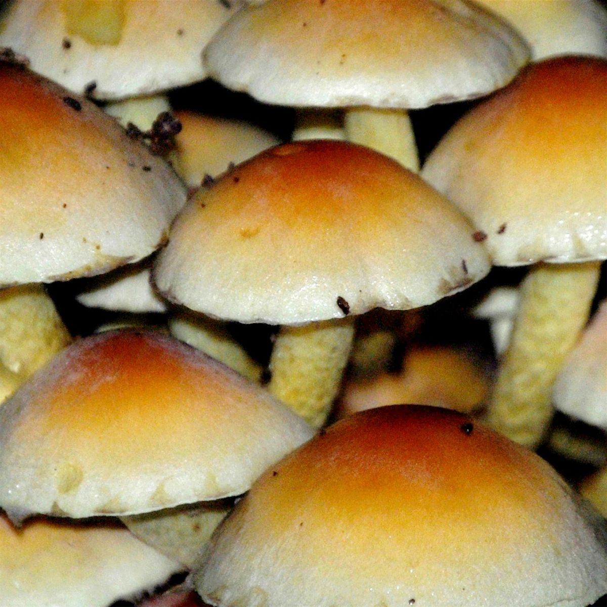 Fungi Identification, 17 October | Event in Dorking | AllEvents