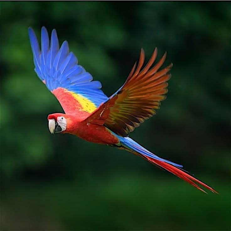 GUELPH   BIRD SHOW   Wings over the Rainforest performing parrot show, 1 August | Event in Guelph | AllEvents