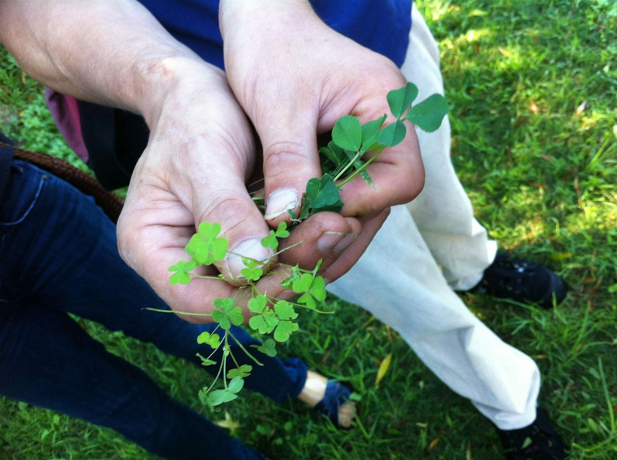 Edible Weeds Workshop - Seniors Festival, 9 March | Event in Engadine | AllEvents