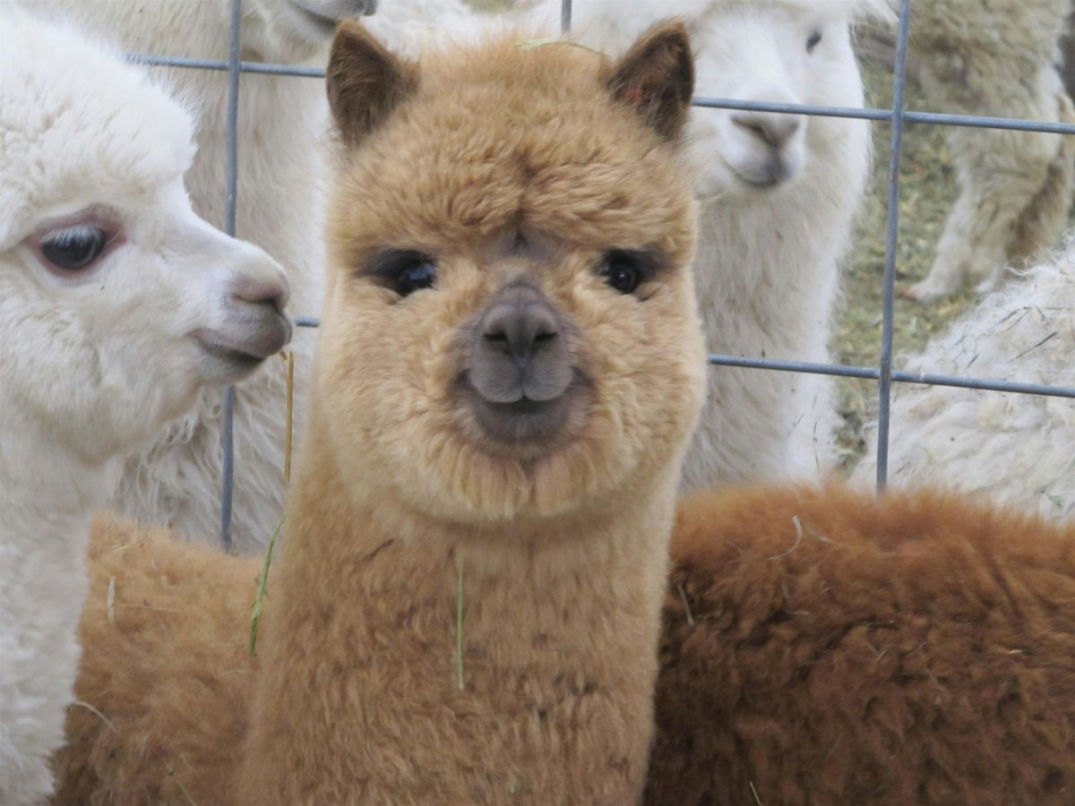 Alpaca Picnic & Wine!, 7 June | Event in Fredericksburg | AllEvents