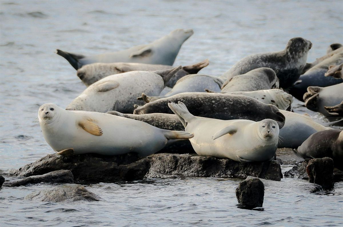 Volunteer Training to Monitor Seals Around Sandy Hook Bay, NJ, 17 January | Event in Redd Bank | AllEvents