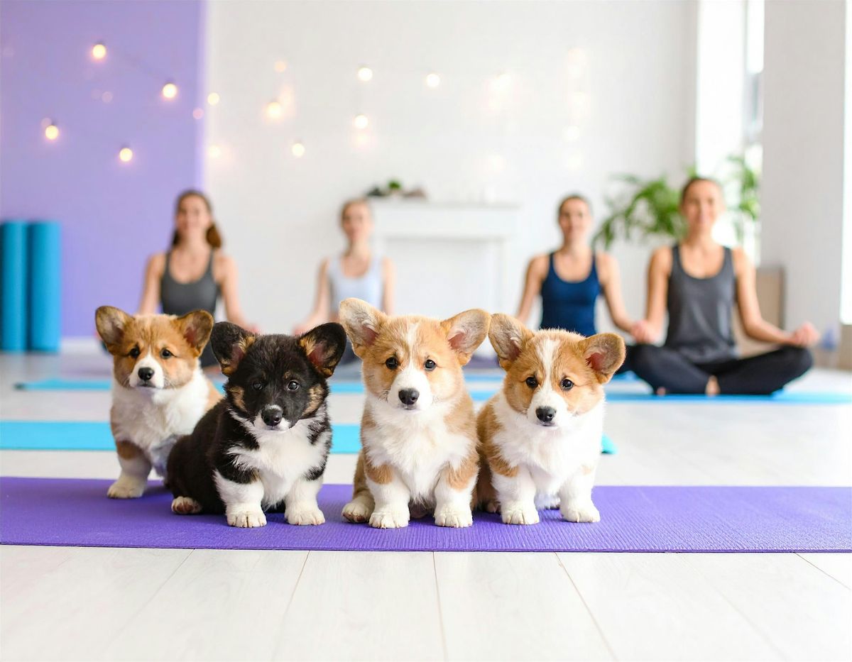 Puppy Yoga in Leamington Spa, 18 October | Event in Royal Leamington Spa | AllEvents