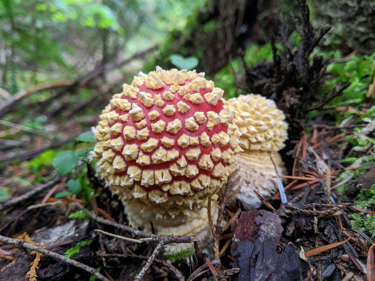 Private Event: Mushroom Walk, 2 November | Event in Kirkland | AllEvents