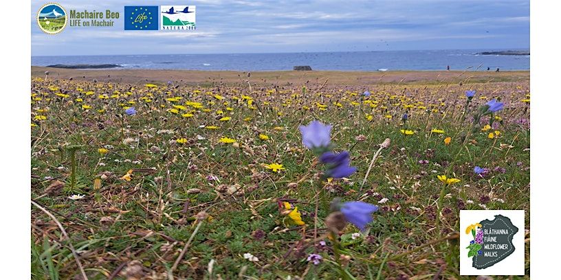 Wildflowers of the Machair -Guided Walk, 24 July | Event in Clifden | AllEvents