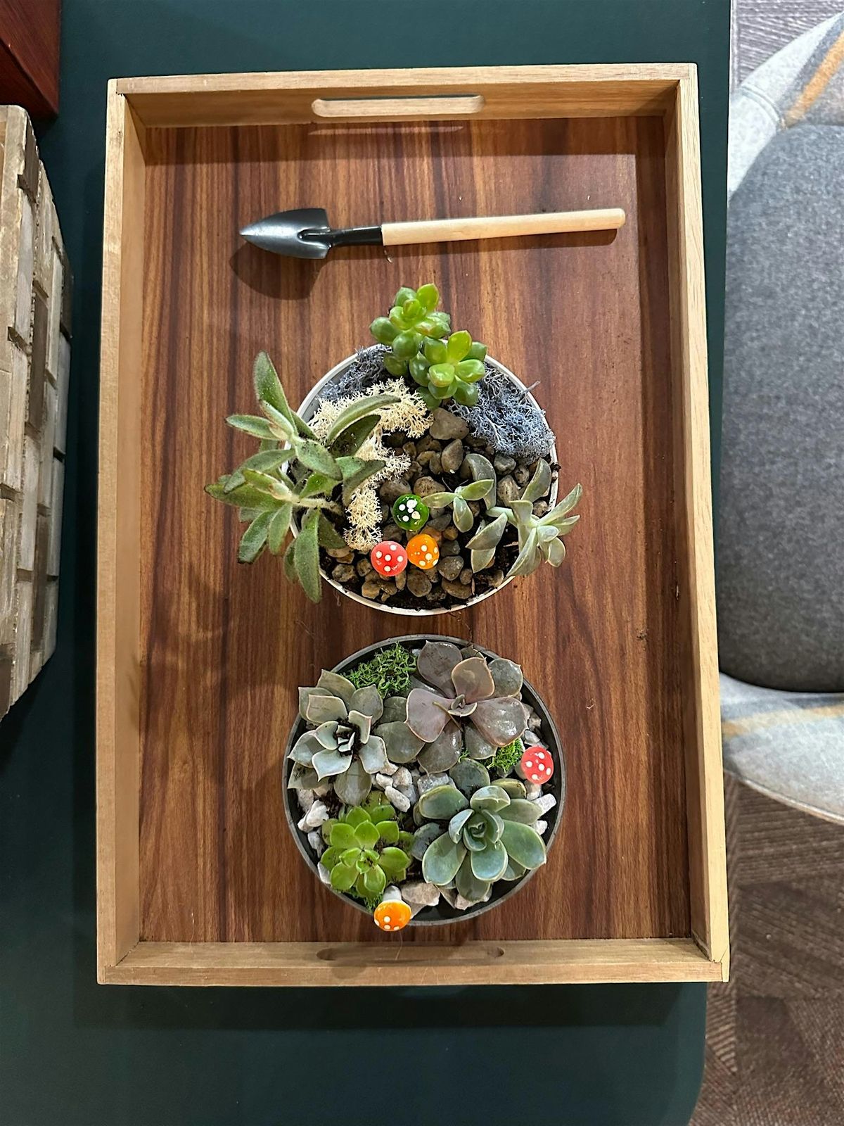 PLANT + SIP: Mini Succulent Garden Class at Para Maria | Event in Boston | AllEvents