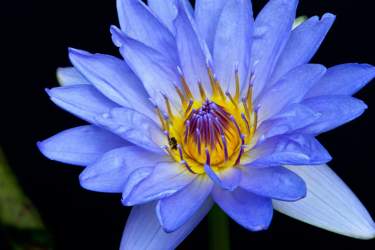 Blue Lotus Ceremony: Celebrating the Sacred Flower of Rebirth, 25 May | Event in Denton | AllEvents