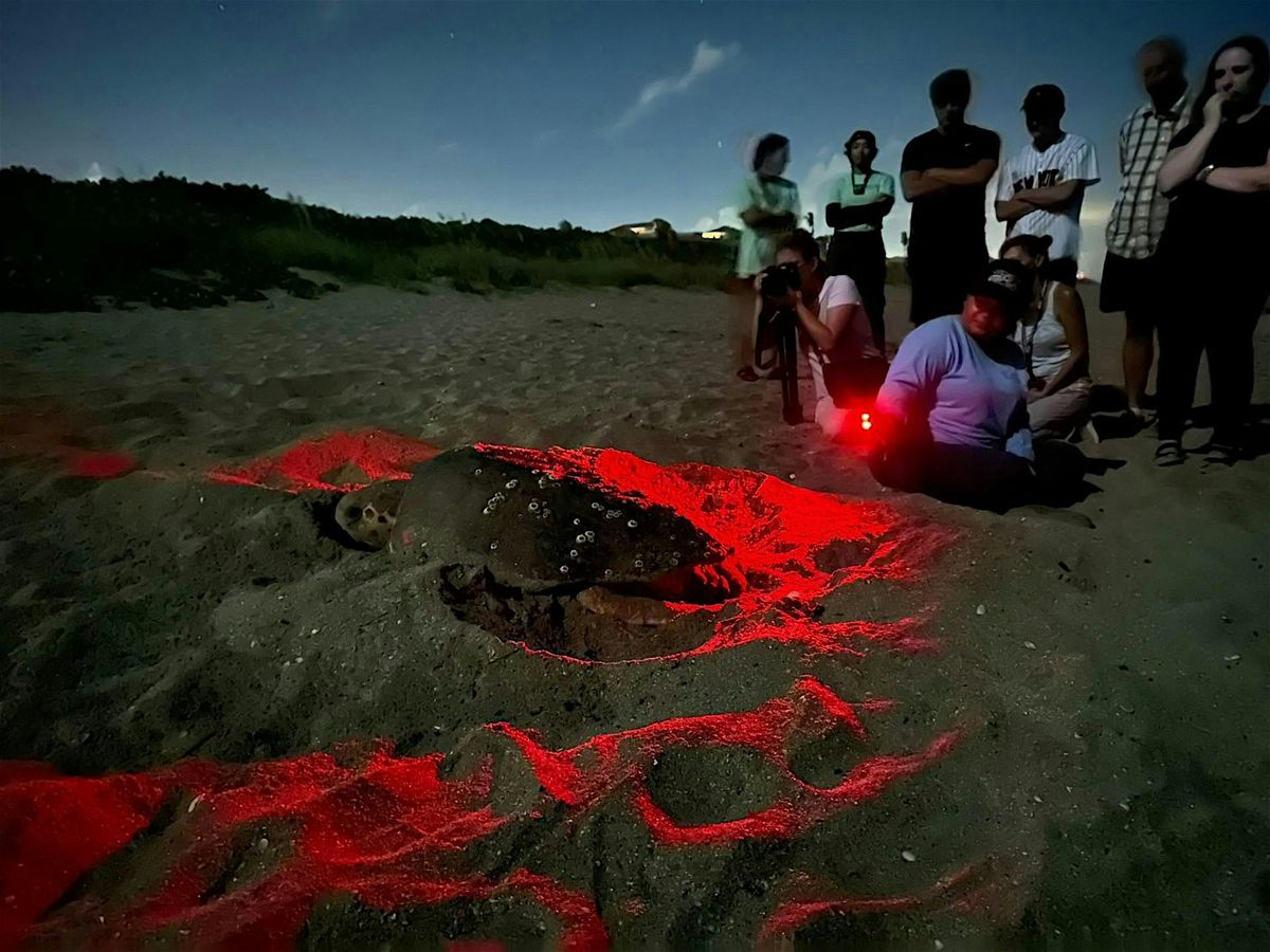 EAI's 2025 Nighttime Sea Turtle Walk, 3 June | Event in Jensen Beach | AllEvents