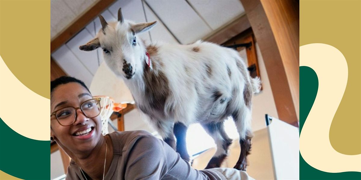 Goat Yoga in Arlington (Indoor), 17 May | Event in Arlington | AllEvents