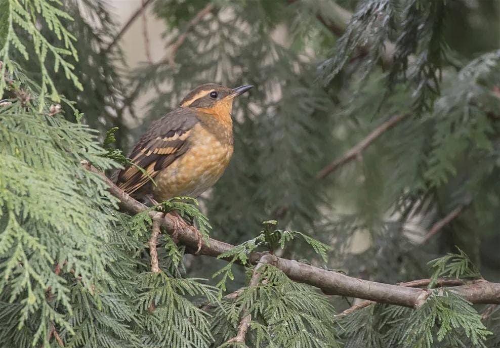 Birding at Whatcom Falls Park, 24 May | Event in Bellingham | AllEvents