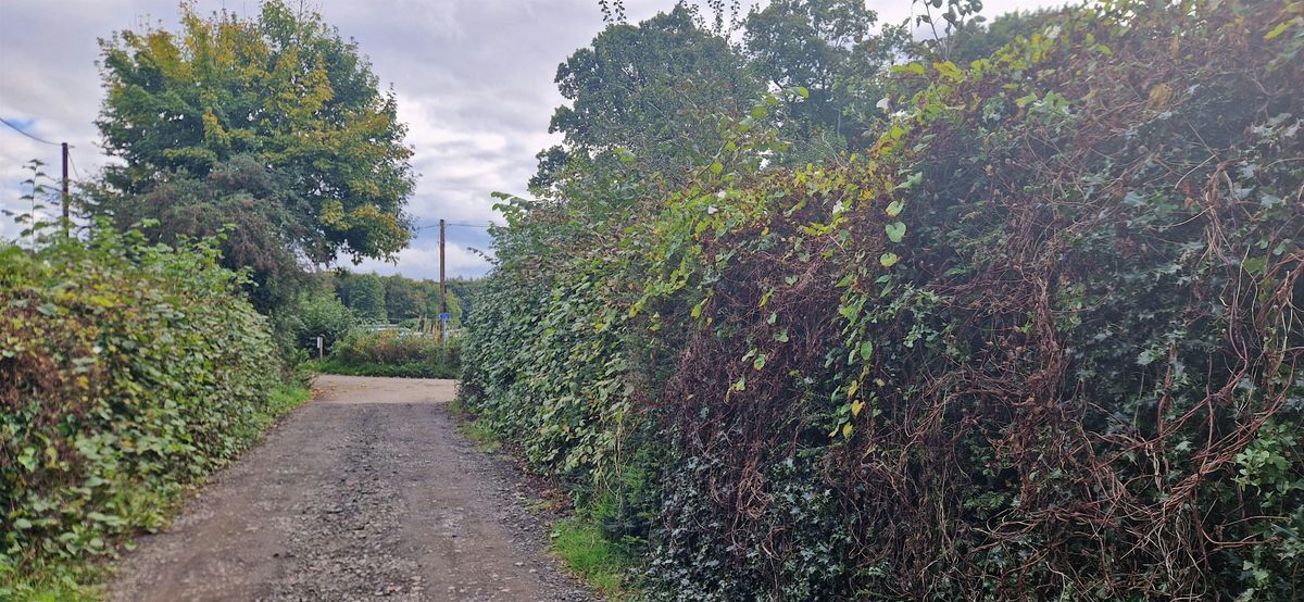 Hedgerow Workshop, 8 August | Event in West Lothian | AllEvents