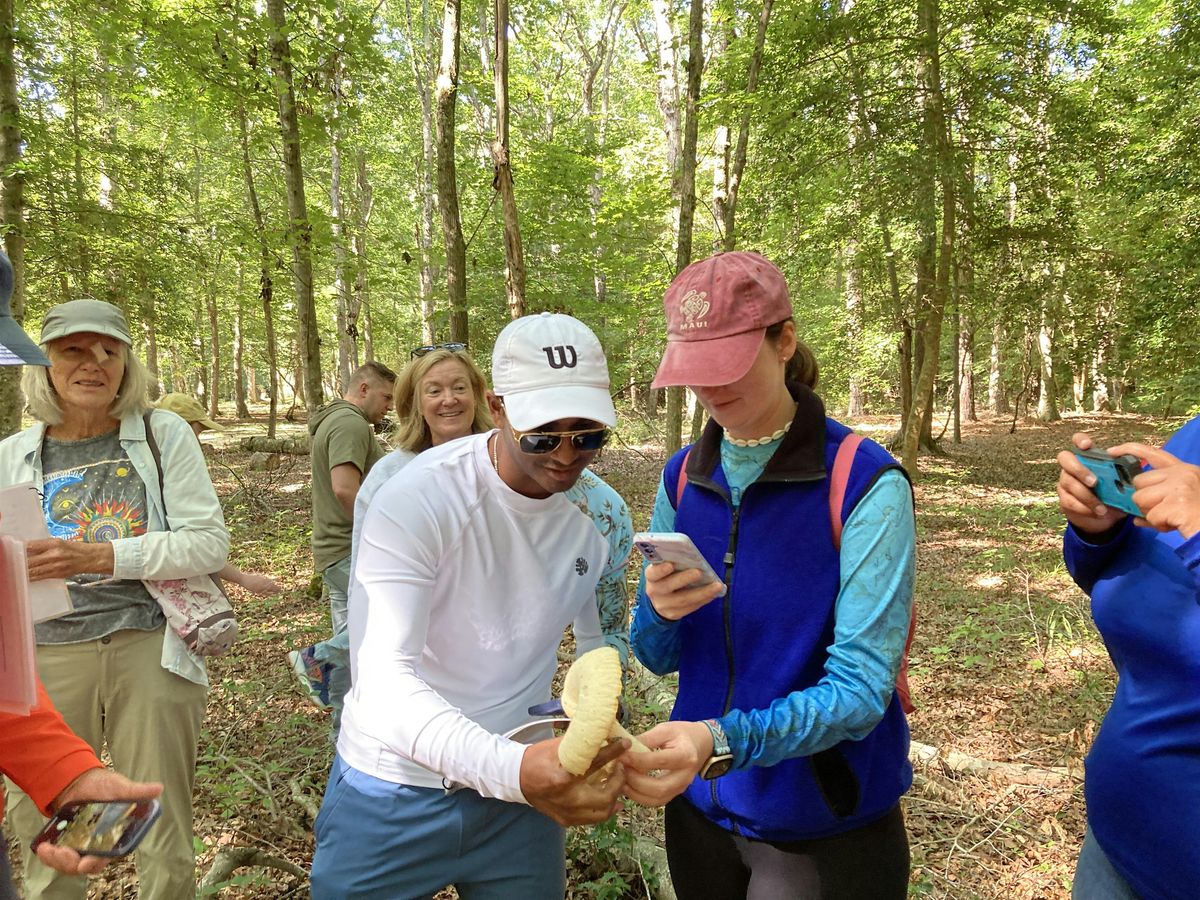 Mushroom 101 and Foraging Class, 23 August | Event in Berlin | AllEvents