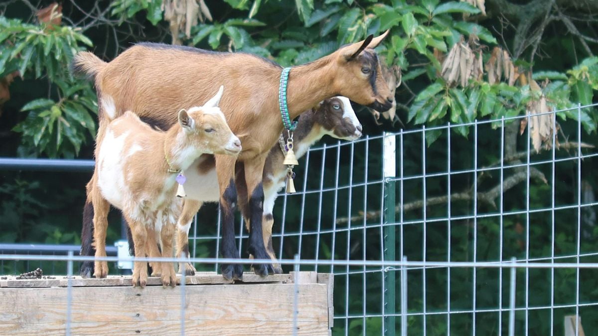 GOAT Experience: The Running of  the W**d Eaters!, 4 October | Event in Harpers Ferry | AllEvents