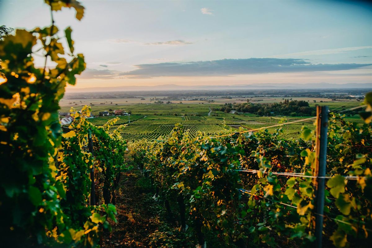 World of Wine Tasting: Alsace, 27 April | Event in London | AllEvents