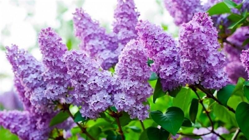 Acton Arboretum Guided Walk with Ample Access Outdoors, 6 August | Event in Acton | AllEvents