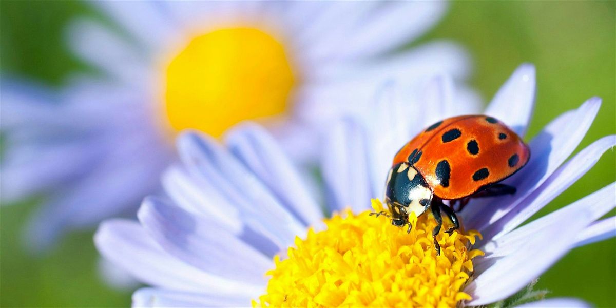 Beneficial Bugs, 1 August | Event in Youngstown | AllEvents