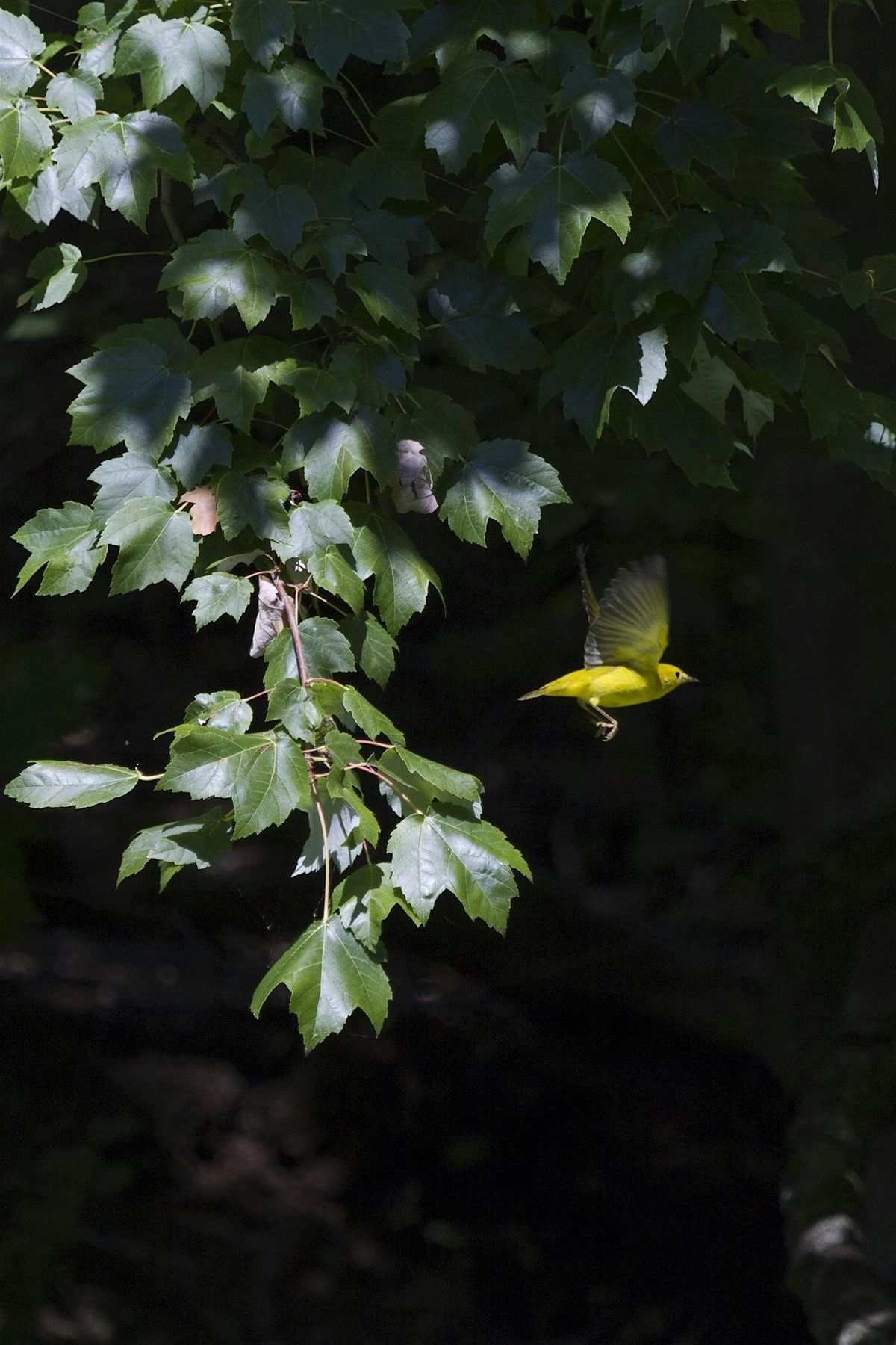 LGBTQ+ History and Birding in the Vale, 1 June | Event in Brooklyn | AllEvents